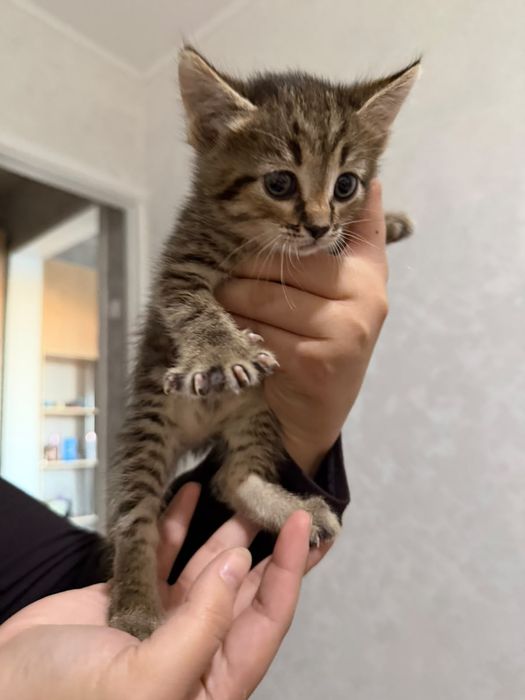 Отдам в добрые руки котят