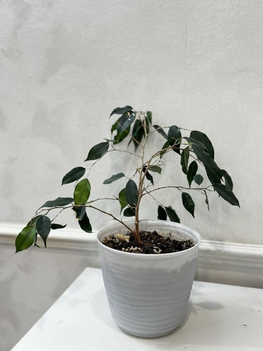 Продам комнатные цветы