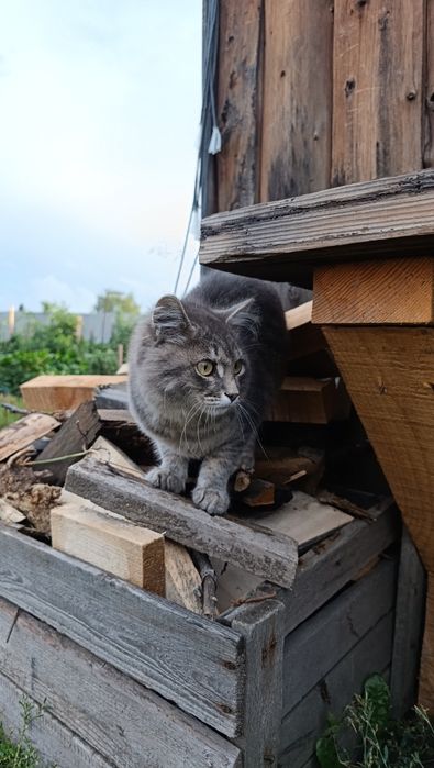 Красивый котик ищет дом
