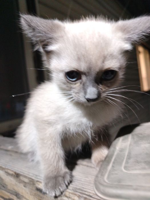Бесплатно Котята мальчики