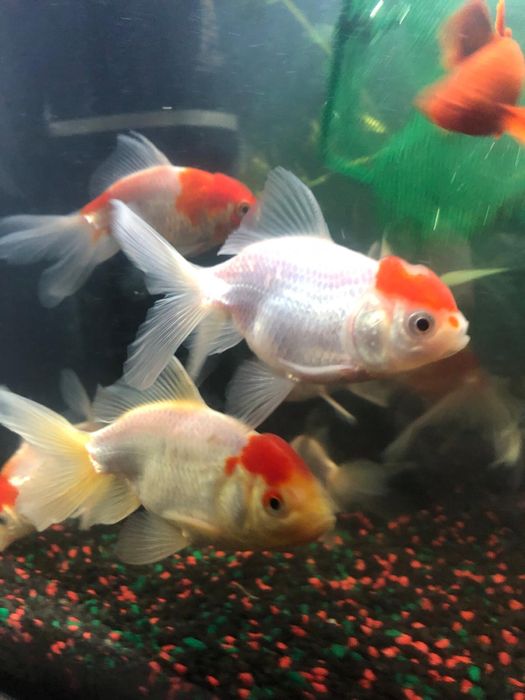 Carasi Oranda/Pesti de acvariu