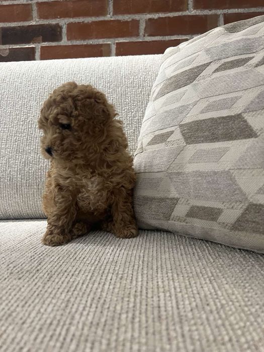 Той пудел -  тий къп