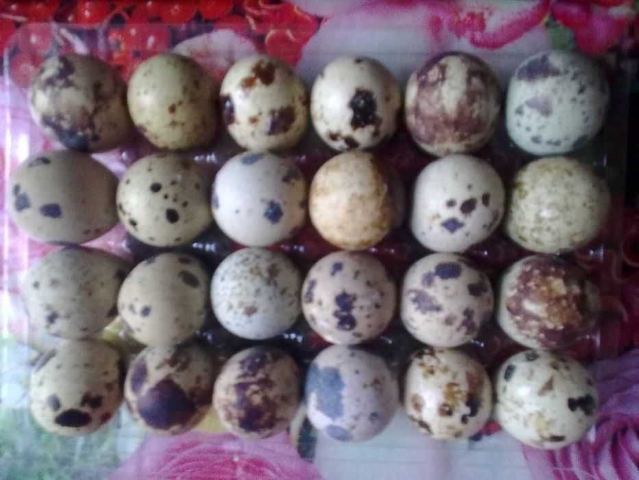 Oua proaspete Gaina,Prepelita.