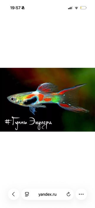Продавам малки гупи Ендлер (Endler Guppy)