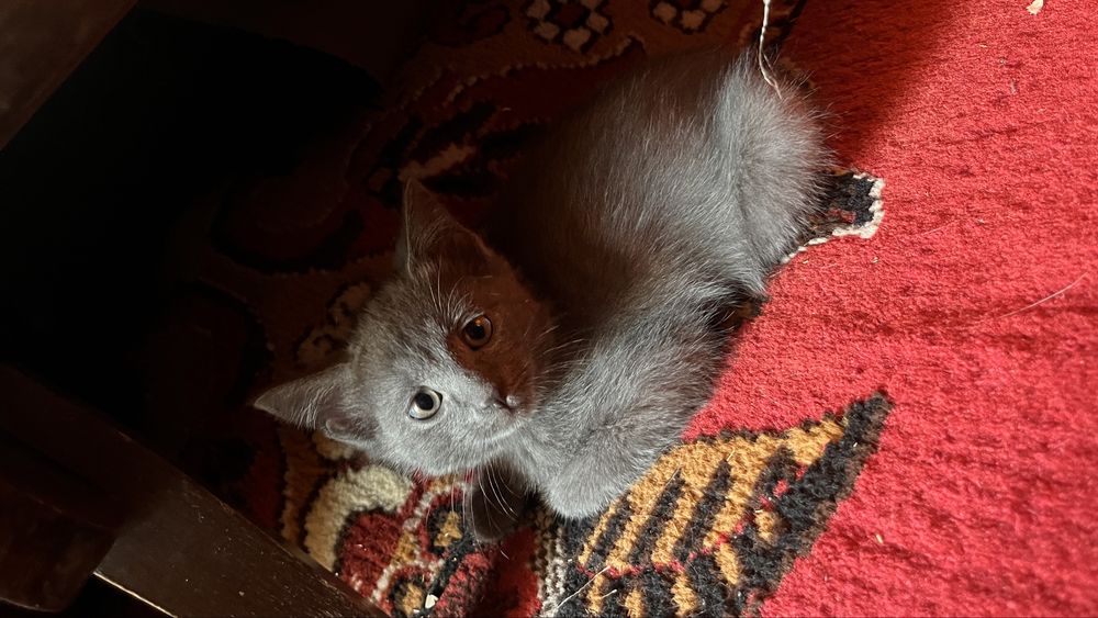 Отдам котят в добрые руки