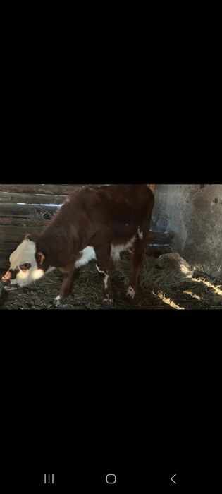 Продам корову с теленком