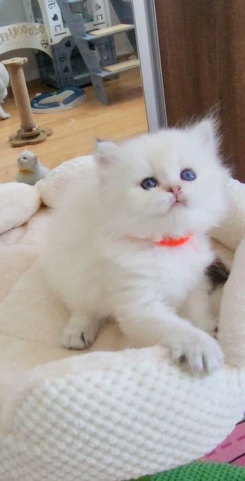 Fetita British Longhair alba cu ochi albastri - linie selecta