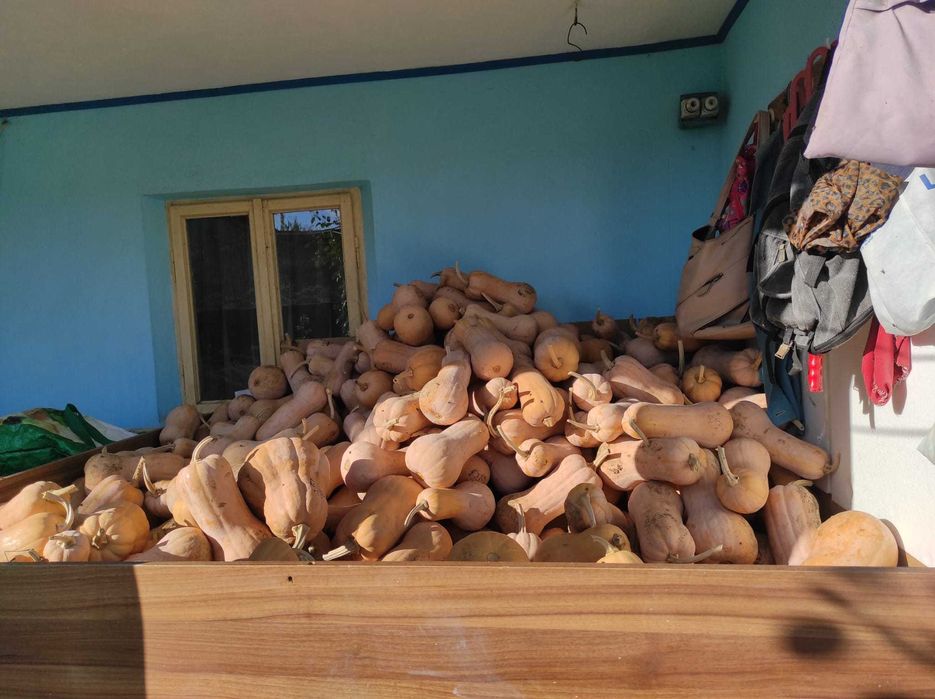 Vând dovleci plăcintari și turcești