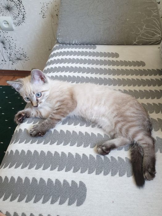 Отдам кошку в заботливые руки