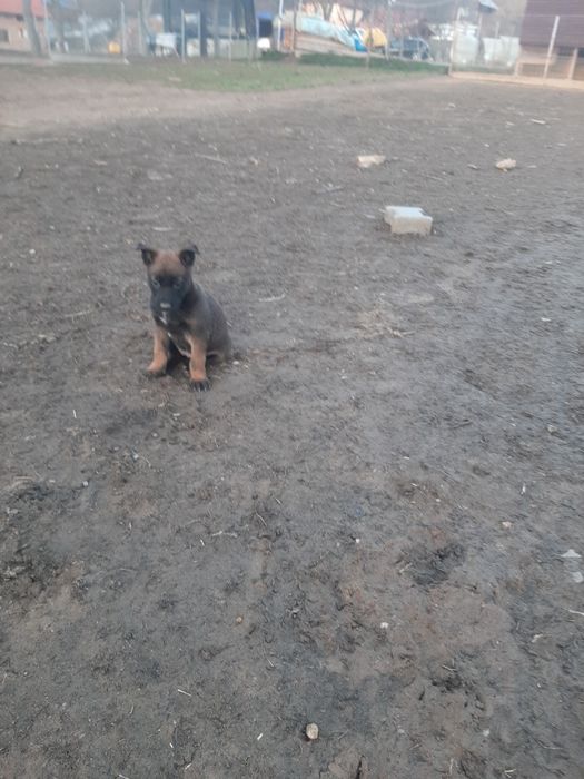 Mascul ciobanesc belgian malinois
