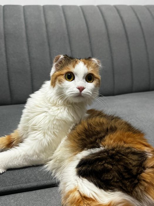 ищем кота для вязки