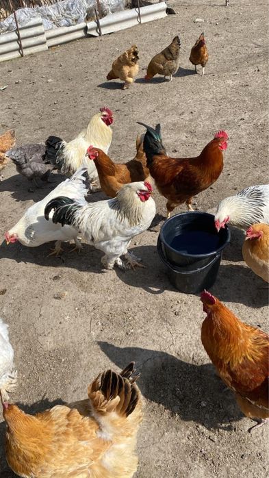 Әтеш,петух молодые