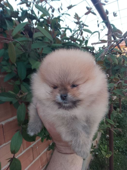 Померан (мини Померан)