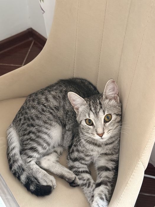 Кошка пародистый