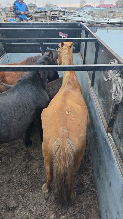 Скотовоз газель длина 4.50 ширина 2.10