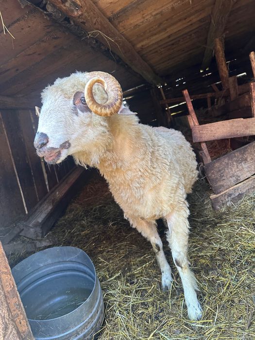 Berbec de vânzare 1 an – bun pentru reproducție