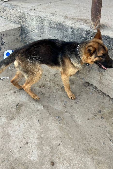 Ит сатылад овчарка