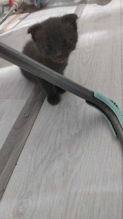 Отдам в добрые руки