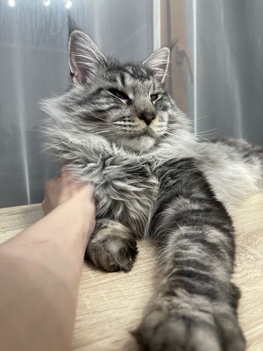 Меин Кун на вязку