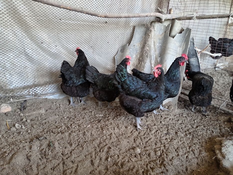 Австролоп тухумлари