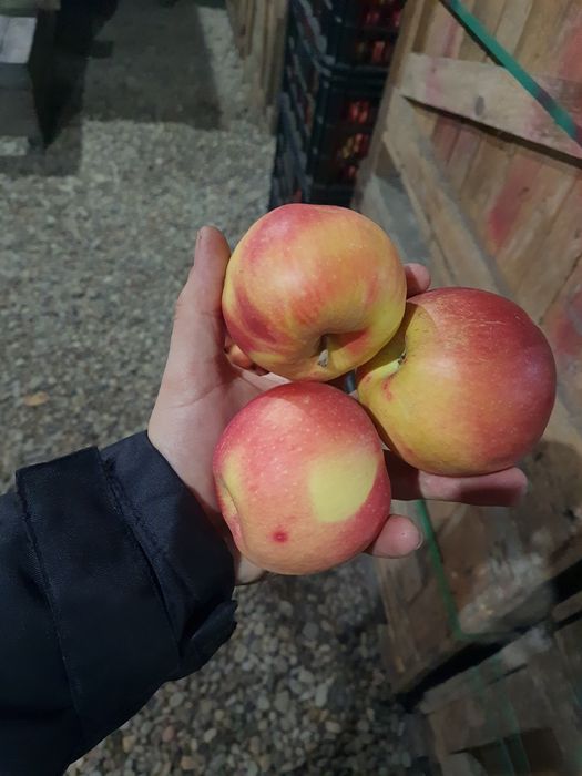 Mere Ionatan, Florina și Idared