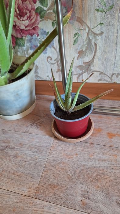 Алоэ маленький 500 тг.