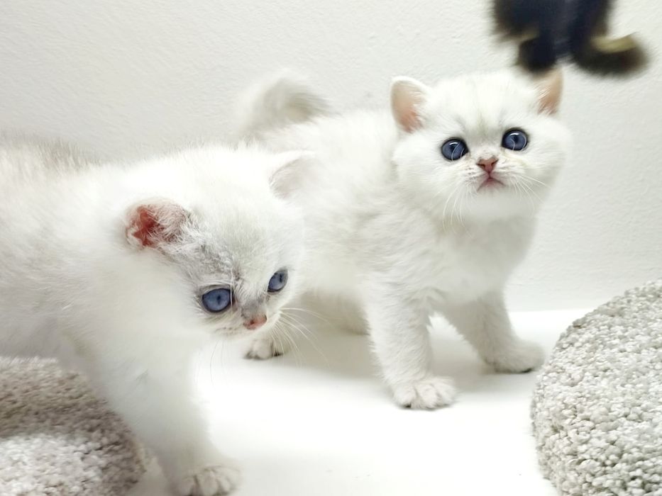 Котик и кошечка британские