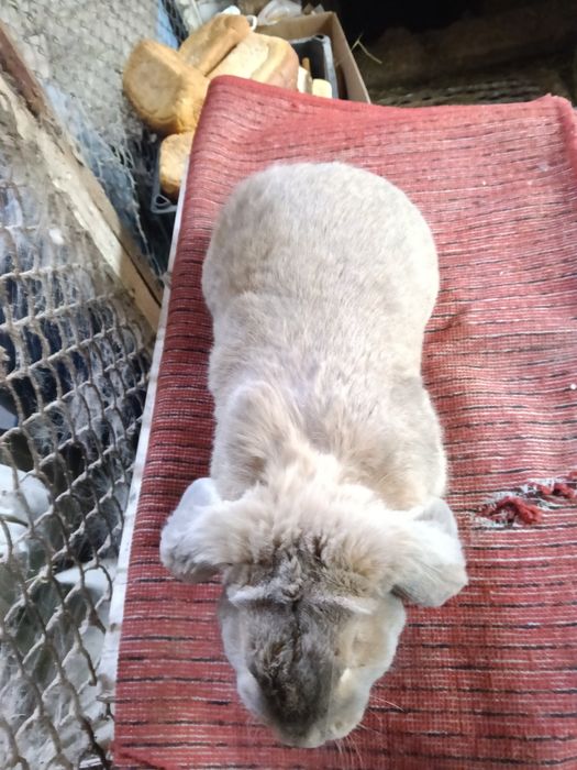 Кролики французский баран