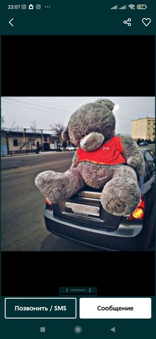 Ayiqchalar ayiq, Teddy Teddi