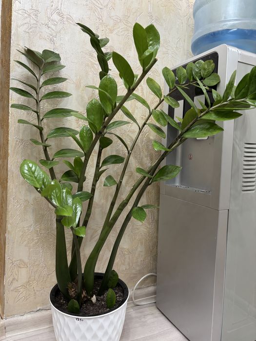 Цветы доллоровое дерево