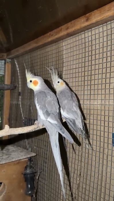 Продам пару корелл