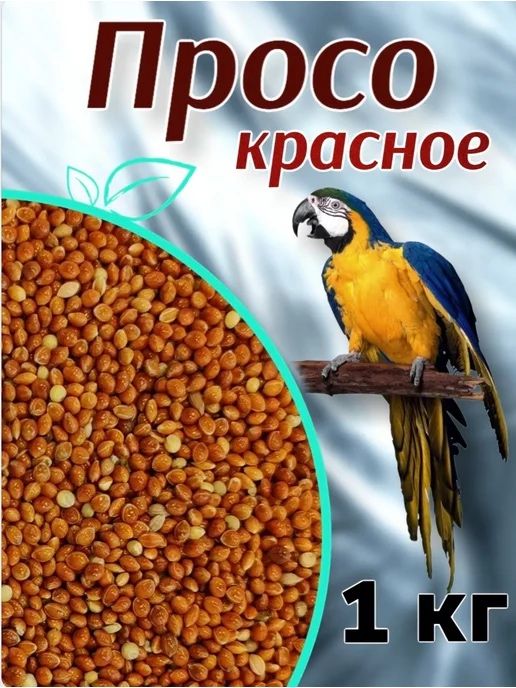 Просо красное город Шымкент