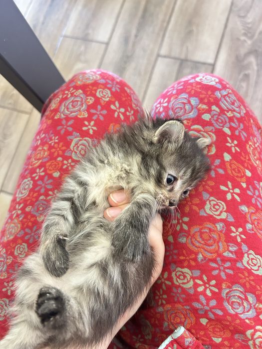 3 маленьких котенка