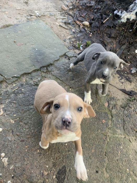 Продаю щенков пит буль мальчик девочка