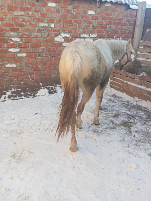 Продам жеребаик 1.8