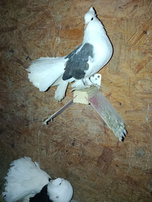 Voltati indieni de vanzare