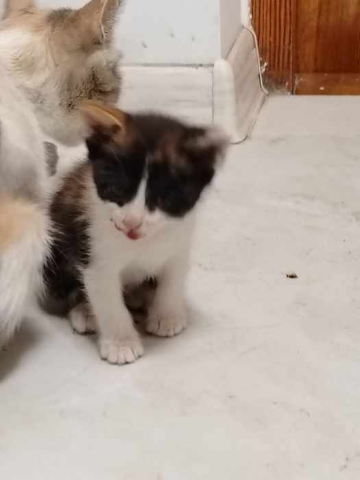 Котята в добрые руки.