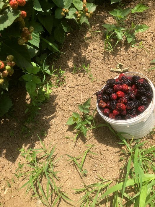 Butasi de Mure sau zmeură mare fara spini