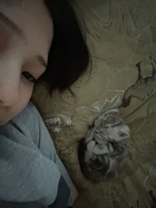 котик британец, 1 месяц ищет дом!!