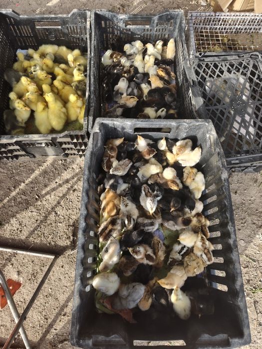 Цеплята домашние цветные