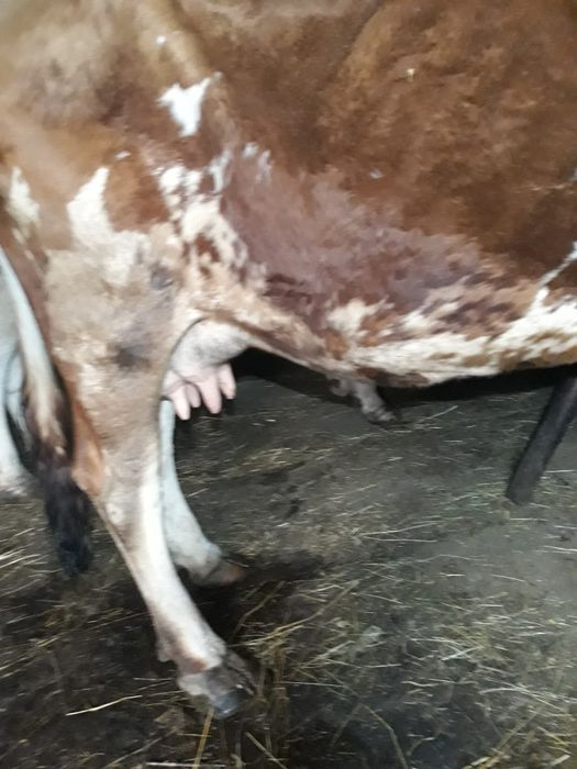 Vând vacă de 6 ani in comuna Sohodol jud. Alba