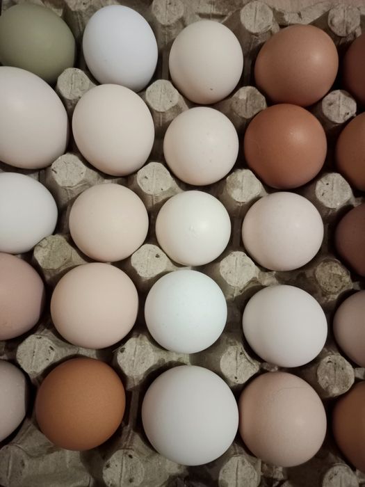 Продам куриные инкубационные яйца