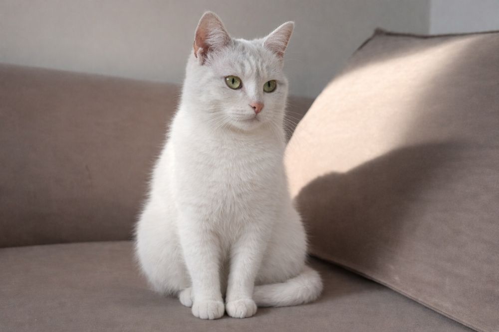 Идеальная кошка Сплюша ищет дом