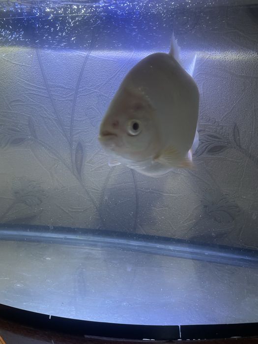 Продам Пиранья рыбку