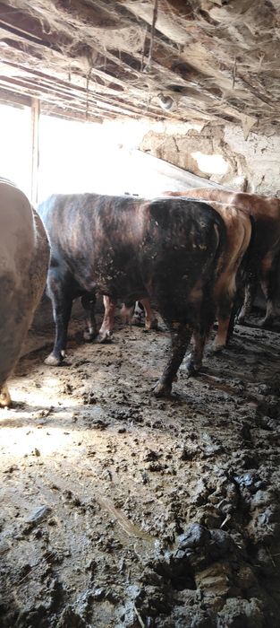 Бички на откорме