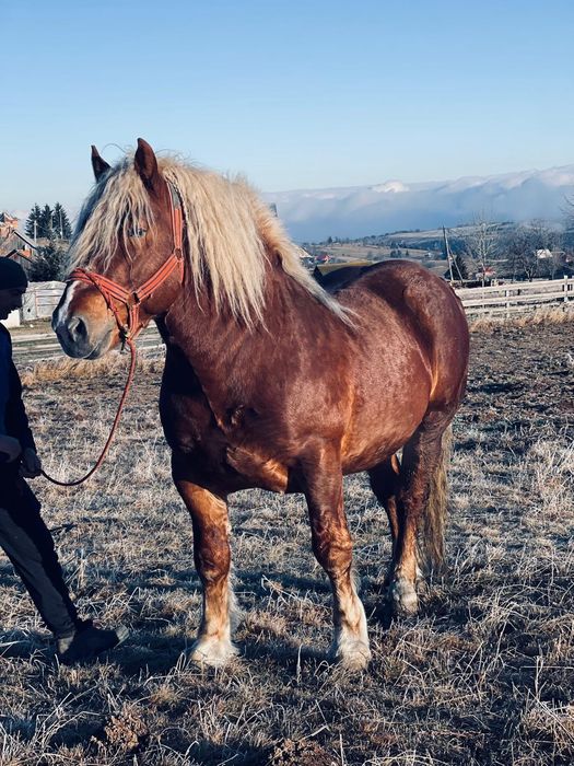 Vind armăsar de fitero