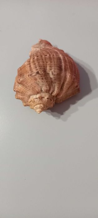 Раковина морская