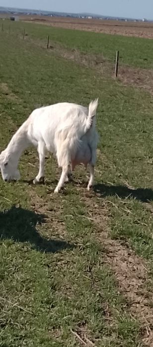 Vând o capra mioara