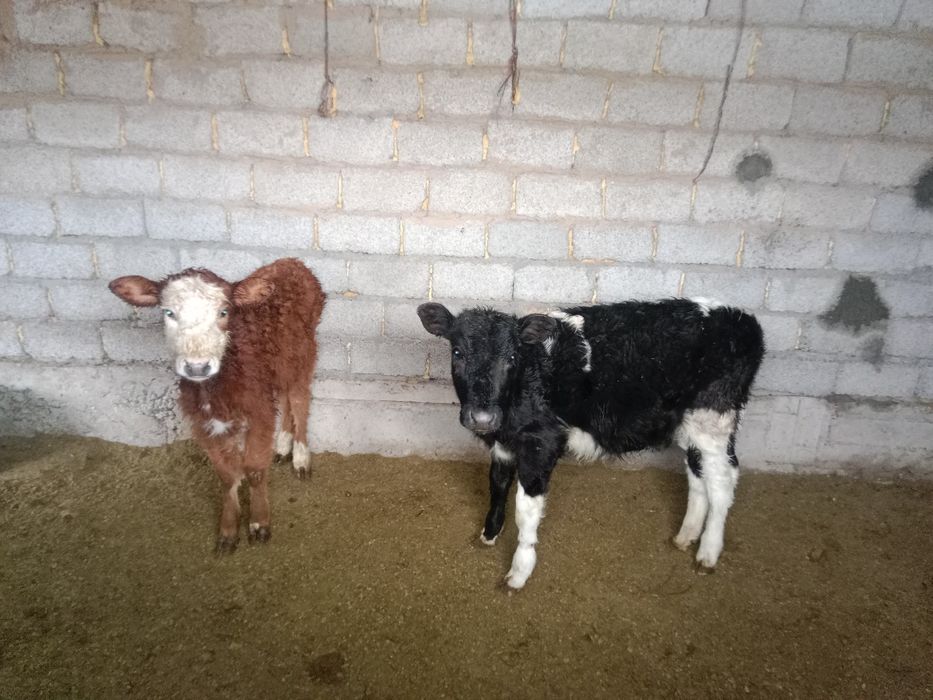 Бузау сатылады 5айлык ургашы 2 бас