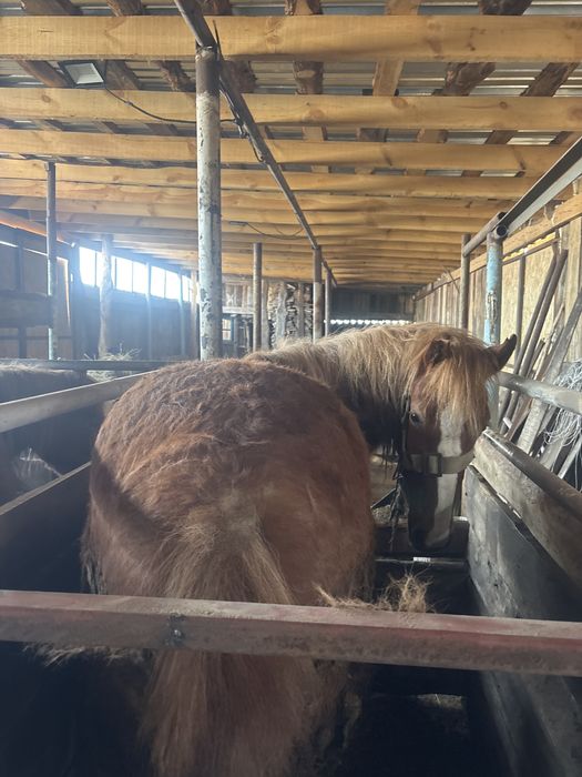 Продам Лошадей.